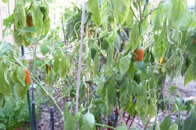 Peppers and basil