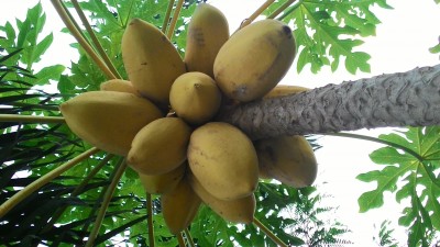 YELLOW PAPAYA