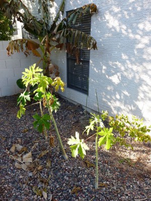 papayas frost damage, hardiness