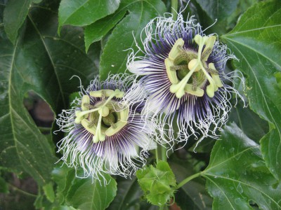 Frederick passion fruit flowers