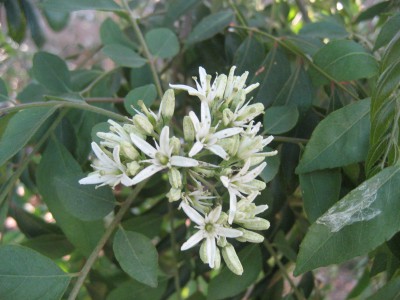 Curry flowers