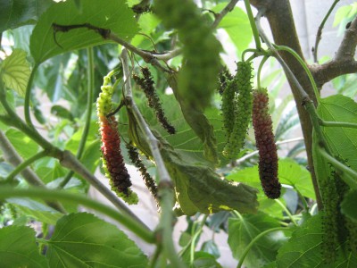 Pakistani mulberry fruit