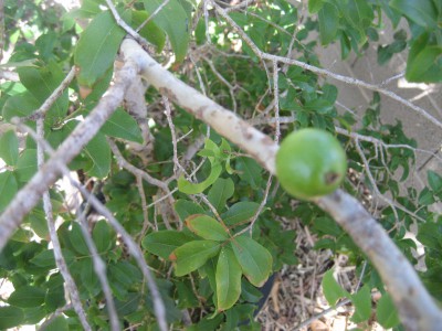 Jaboticaba fruiting