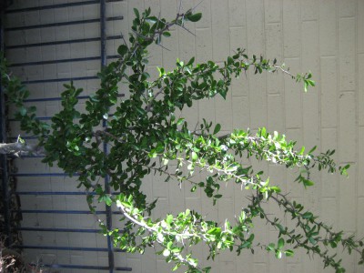 Kei apple tree