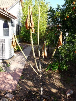 plumeria frost damage, hardiness