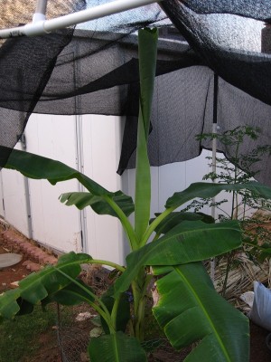 Planted Banana