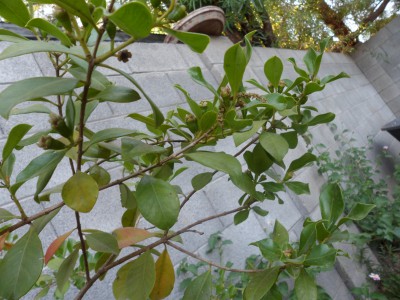 4 year old Strawberry guava fruiting