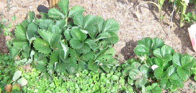 Pictures of the small garden area