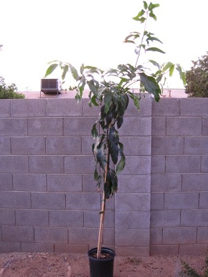 Timotayo mango new growth on top.