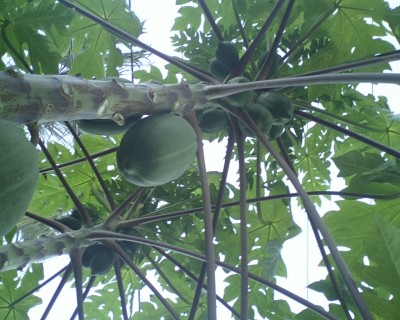 PAPAYA "Tainung #1" growing In AZ Pics (THX BOB)