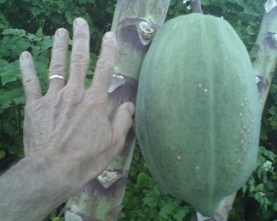 PAPAYA "Tainung #1" growing In AZ Pics (THX BOB)