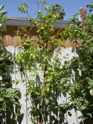 Peach tree not really producing leaves?