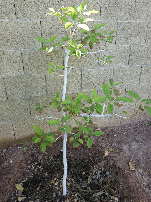 Winter Mexican Avocado