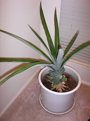 Pineapple houseplant