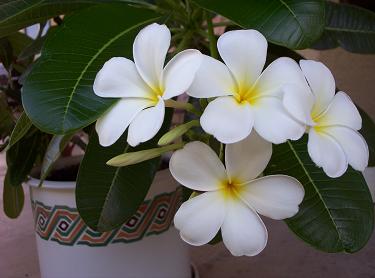 Plumeria from cutting - Singapore Obtusa