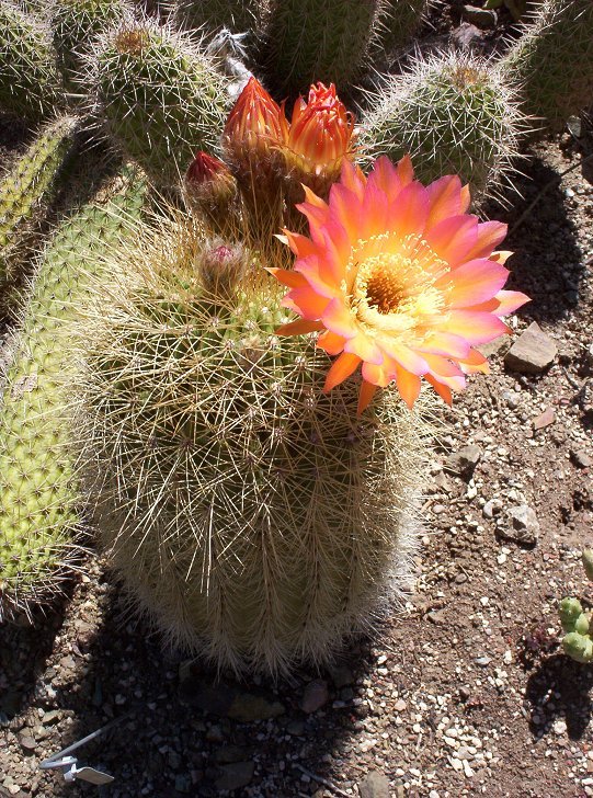 Cactus Flower