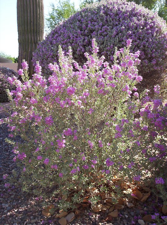 Texas Sage