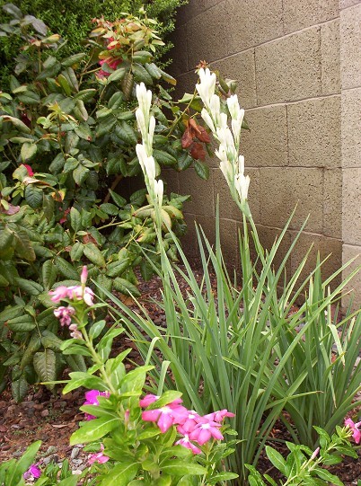 Tuberose, Rajanigandha, Nardo