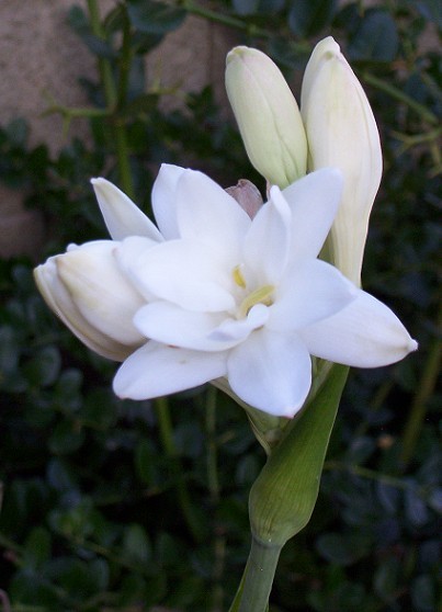 Growing Tuberose In Phoenix Arizona - Rajanigandha, Nardo